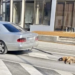Užas u Posušju: Zavezao psa za automobil i vukao po ulici