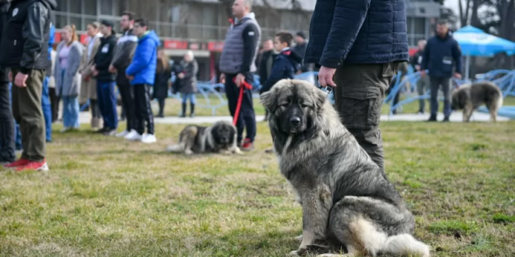 Više od stotinu takmičara: 17. Klupsko prvenstvo Srpske za šarplanince