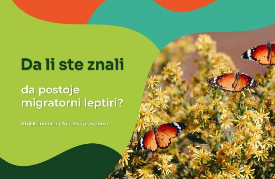 Ovaj leptir može da preleti više hiljada kilometara