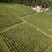 Vinograd Ukrajinke i Francuza nadomak Prnjavora