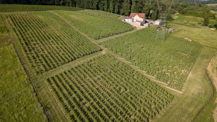 Vinograd Ukrajinke i Francuza nadomak Prnjavora