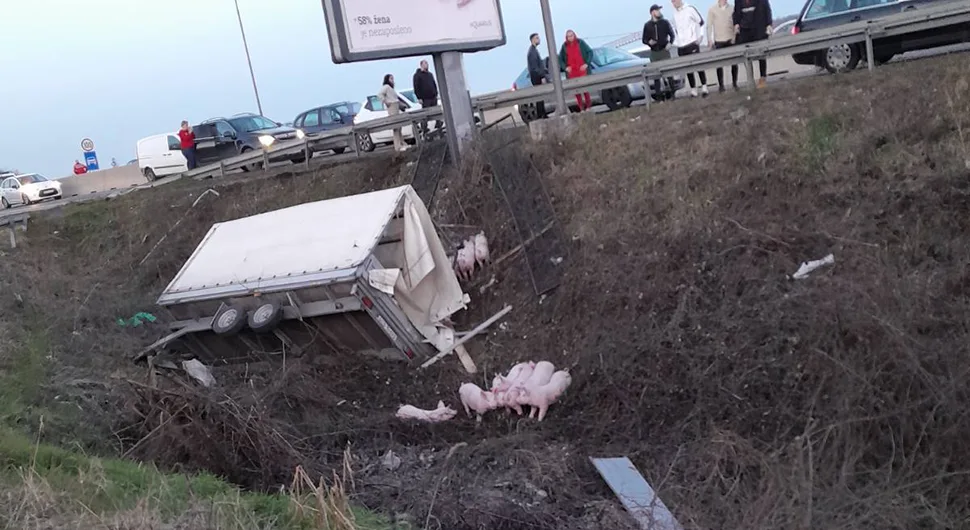 Prevrnula se prikolica u Banjaluci kod Prijedorske petlje, ispali prasići