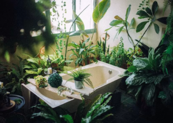 Pet popularnih kućnih biljaka koje su izrazito otrovne