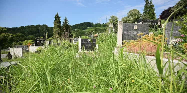 Gradonačelnik: Donio sam odluku o smjeni direktora JKP “Gradsko groblje”