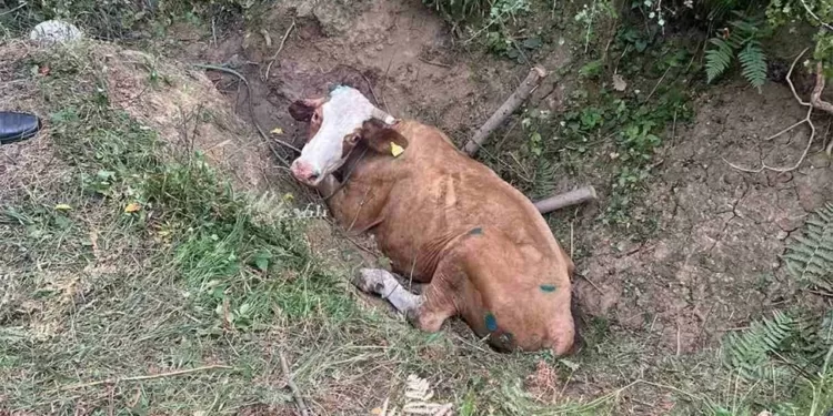 Nesvakidašnja intervencija: Banjalučki vatrogasci spašavali kravu