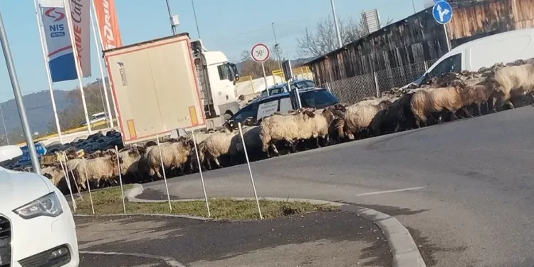 Ovce zaustavile saobraćaj u Trnu