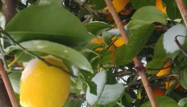 Limun, mandarine i masline prekrivene snijegom u Trebinju (FOTO)