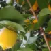Limun, mandarine i masline prekrivene snijegom u Trebinju (FOTO)