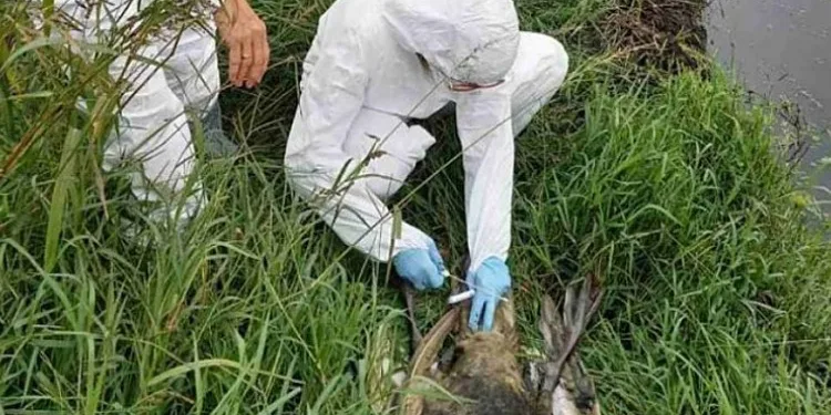Ptičiji grip potvrđen u Srpskoj: Pronađeno 25 uginulih labudova