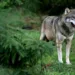 300 lovaca u hajci na vuka kod Teslića: Samo je uočen