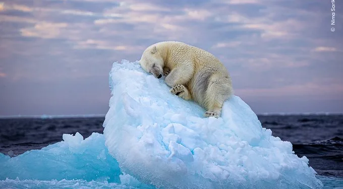 Prestižna nagrada za fotografiju uspavanog polarnog medvjeda