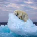 Prestižna nagrada za fotografiju uspavanog polarnog medvjeda