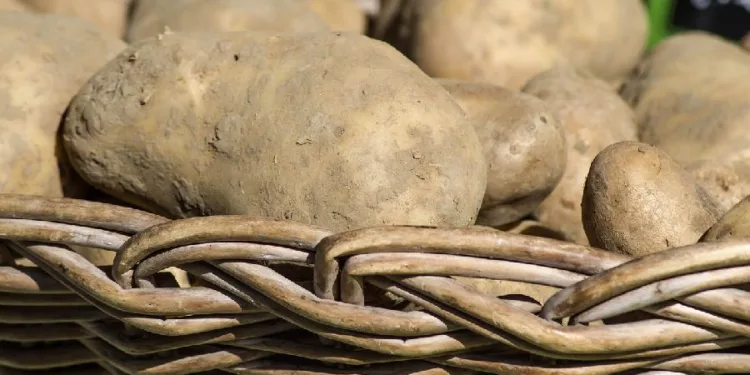 Najskuplji krompir na svijetu košta 500 evra po kilogramu 