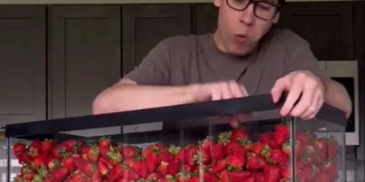 Tvrdi da je jeo jagode 12 sati bez prestanka (VIDEO)