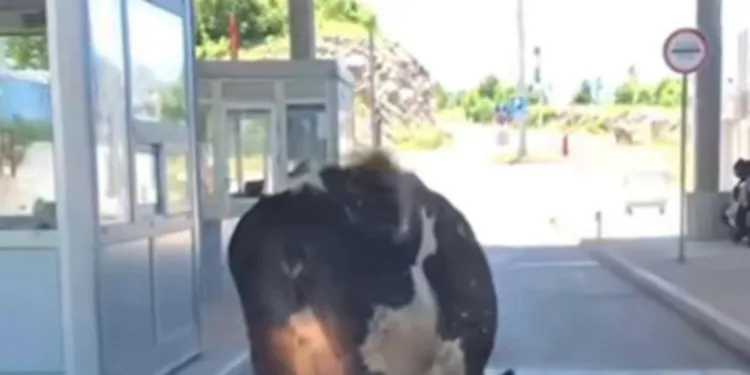 Krava blokirala granični prelaz Zupci (VIDEO)