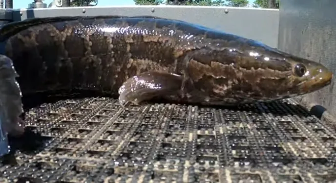 Ova riba može da živi na kopnu i predstavlja opasnost (VIDEO)