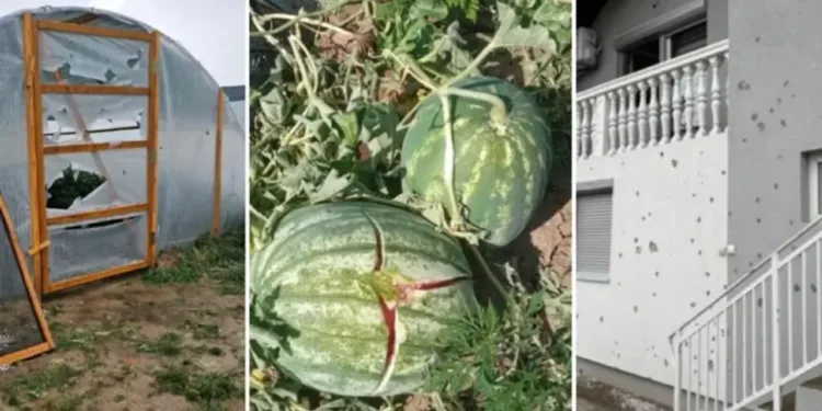 Štete u Posavini: Plastenici probijeni, lubenice razbijene, led satrao usjeve