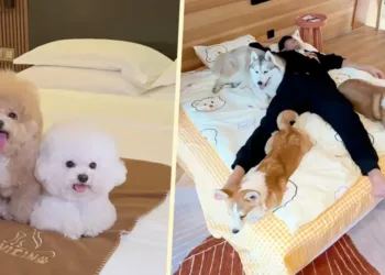 U hotelu možete da iznajmite psa da vam pravi društvo, odšteta ako vas ujede