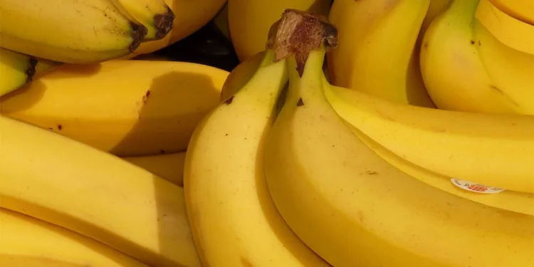 Zbog pesticida u Republiku Srpsku zabranjen uvoz 40,5 tona banana iz Kostarike