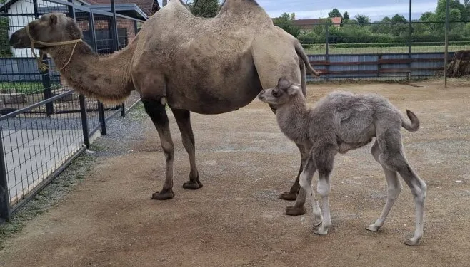 Kamile Nesi i Mesi dobile mladunče podno Kozare