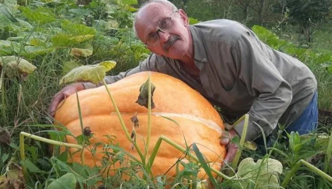 Na imanju Mila Višnjića bundeve i do 70 kilograma (FOTO)