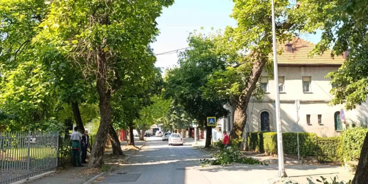 Zbog orezivanja stabala u subotu kod Gradskog mosta: Izmjena u režimu odvijanja saobraćaja