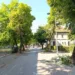 Zbog orezivanja stabala u subotu kod Gradskog mosta: Izmjena u režimu odvijanja saobraćaja
