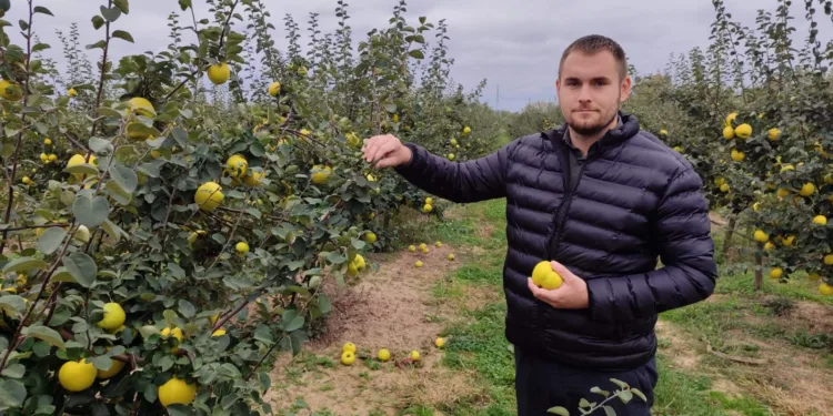 Od hobija do plantaže dunja u Donjem Žabaru