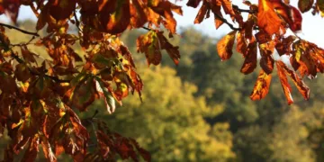 Danas sunčanije, uz umjerenu oblačnost