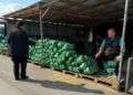 Nezabilježeno na banjalučkoj pijaci: Vreća kupusa košta kao jedan burek