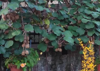 Rodio kivi u Banjaluci u oktobru