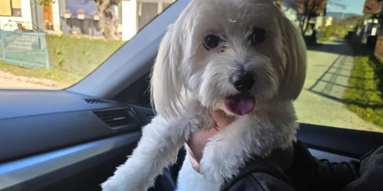 Pas iz Banjaluke pronađen u Prijedoru: Pronalazač odbio nagradu, vlasnik počastio djecu