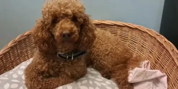 Pas nestao u Banjaluci nakon saobraćajne nezgode, vlasnici mole za pomoć