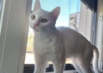 Traži se bijela mačka u Banjaluci, vlasnik nudi nagradu od 300 KM