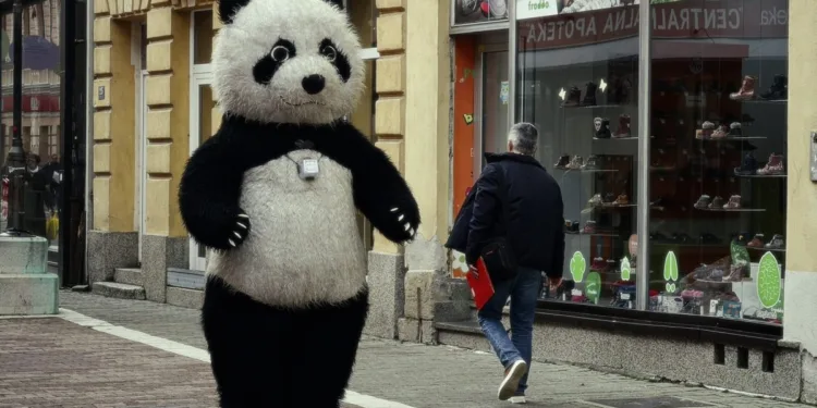 Panda šeta ulicama Banjaluke