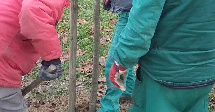 U toku sadnja ukrasnog i dekorativnog drveća na više lokacija u gradu