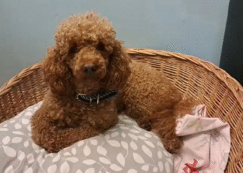 Flopi pronađen nakon 12 dana