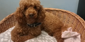 Flopi pronađen nakon 12 dana