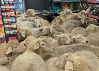 50 ovaca ušlo u supermarket u Njemačkoj, pretpostavlja se da su slijedile kupca