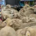 50 ovaca ušlo u supermarket u Njemačkoj, pretpostavlja se da su slijedile kupca
