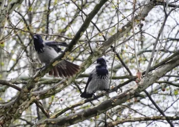 U utorak pretežno oblačno i toplije