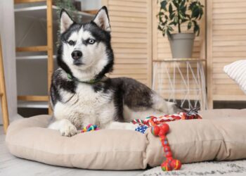 Tri rase pasa traže najviše pažnje: Stručnjaci otkrivaju da su najzahtjevniji za čuvanje