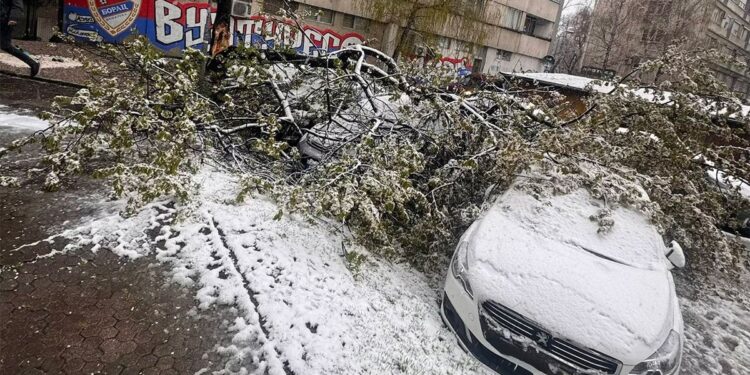 Palo drvo na automobile u centru Banjaluke