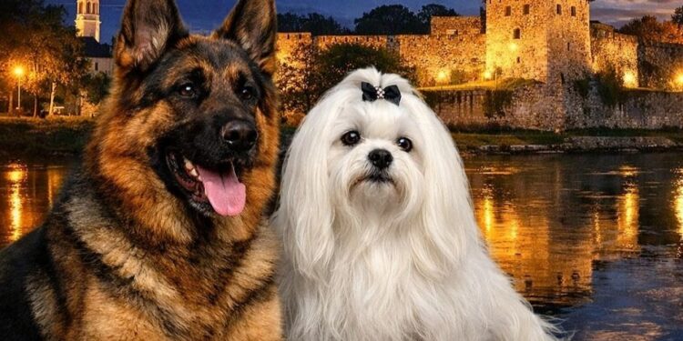 Banjaluka domaćin velikog “BL Dog Show 2026”