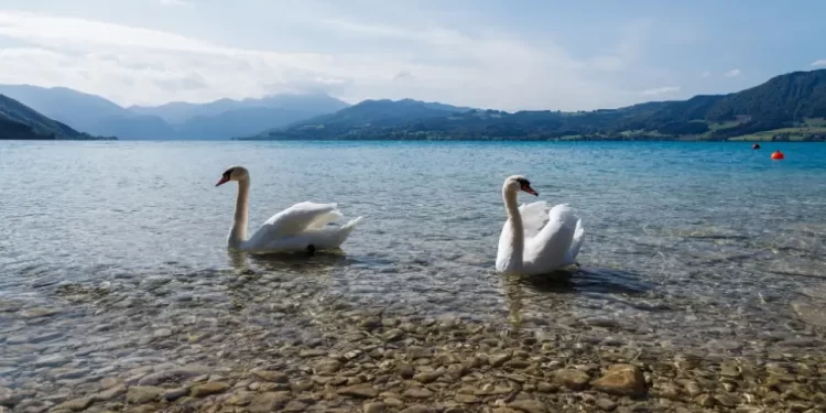 Labudovi na Bardači nisu pozitivni na ptičiji grip