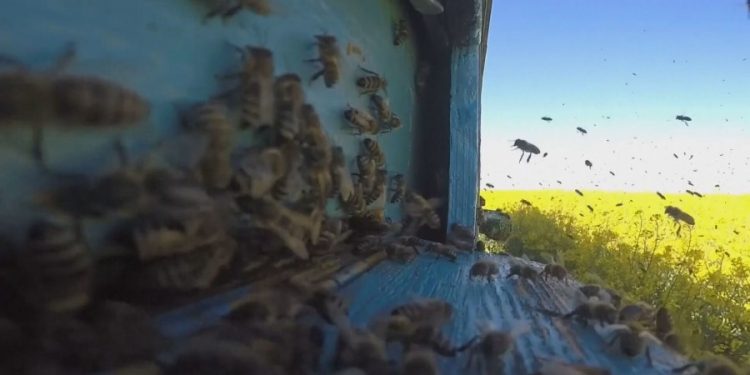 Pčele kao ključ opstanka: Sve ih je manje, pesticidi i klimatske promjene najveći krivci