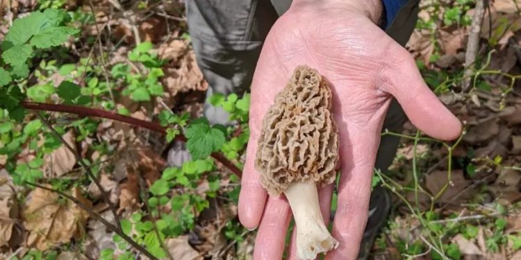 Gdje možete naći smrčak i koliko zaraditi od njega