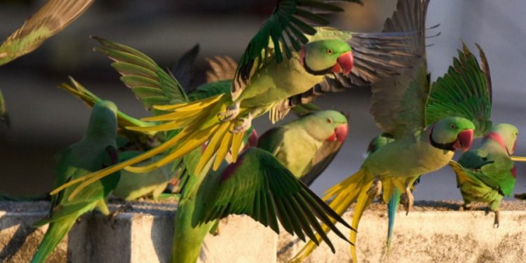 Kako AI otežava naučna istraživanja: Lažne fotografije ptica uvode zbrku u ekologiju
