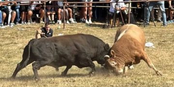 Bikovi ponovo ukrstili rogove na Manjači