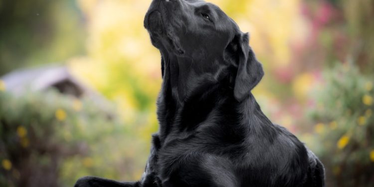 Veterinar: Kako zaštititi kućne ljubimce tokom paklenih vrućina